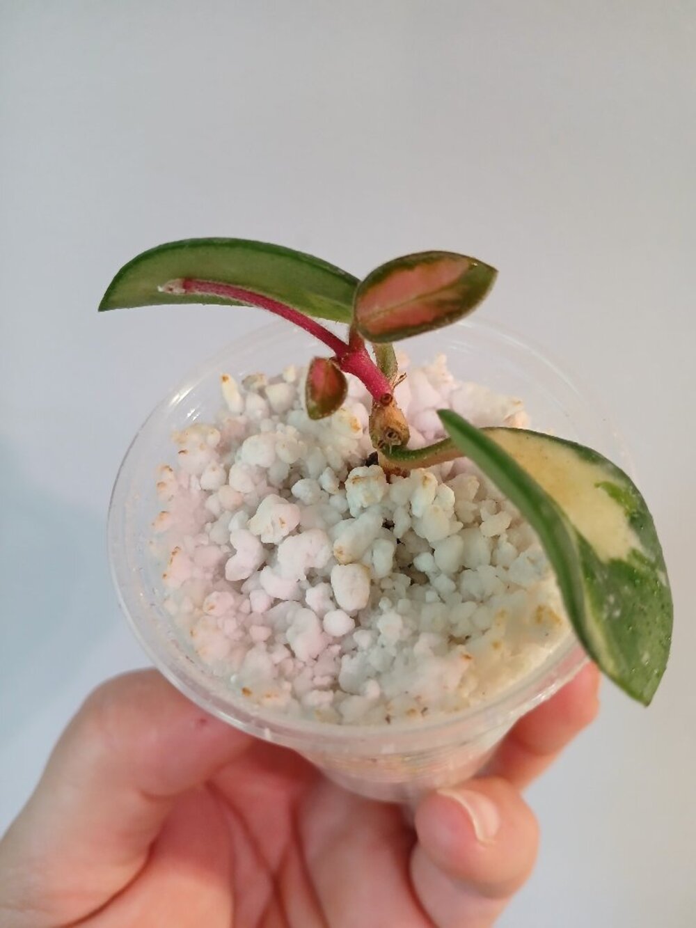 Hoya Mathilde Varigated-SOLD, cross listed - Picture 7 of 8